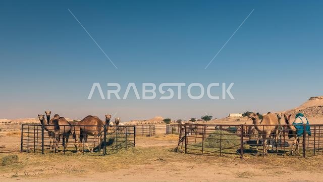 مجموعة من الجمال في صحراء السرار، المملكة العربية السعودية.