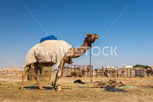 مجموعة من الجمال في صحراء السرار، المملكة العربية السعودية.