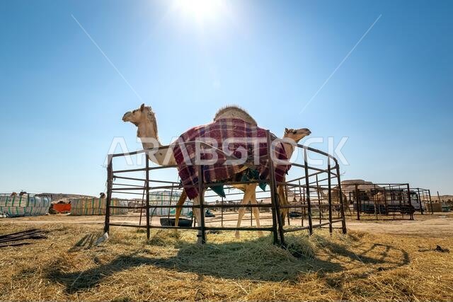 Group of camels in Al-Sarar desert, SAUDI ARABIA.