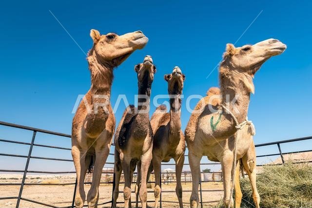 مجموعة من الجمال في صحراء السرار، المملكة العربية السعودية.