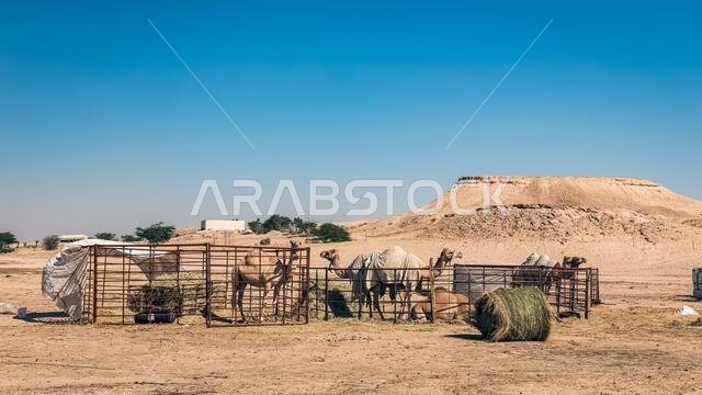 مجموعة من الجمال في صحراء السرار، المملكة العربية السعودية.