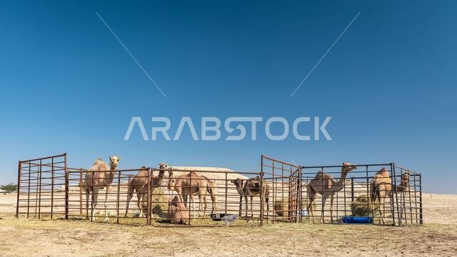 مجموعة من الجمال في صحراء السرار، المملكة العربية السعودية.