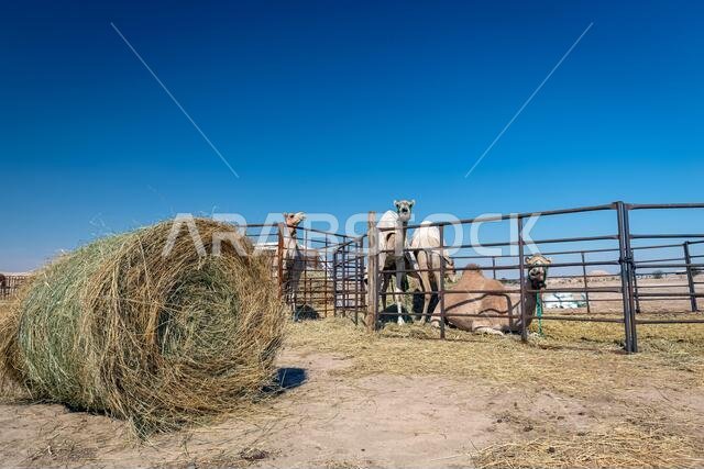 مجموعة من الجمال في صحراء السرار، المملكة العربية السعودية.