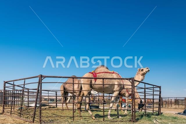 مجموعة من الجمال في صحراء السرار، المملكة العربية السعودية.
