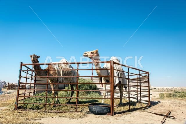 مجموعة من الجمال في صحراء السرار، المملكة العربية السعودية.
