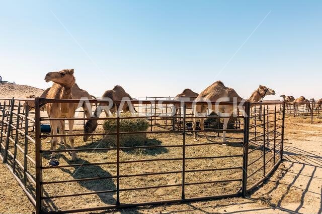 الجمل في صحراء الصرار بالمملكة العربية السعودية.