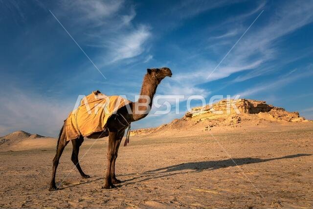 منظر طبيعي مع جمل في صحراء السرار، المملكة العربية السعودية.