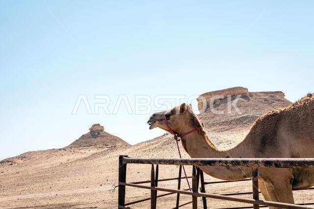 الجمل في صحراء الصرار بالمملكة العربية السعودية.