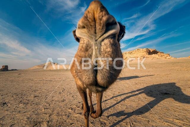 صورة مقربة لجمل في صحراء السرار، المملكة العربية السعودية.