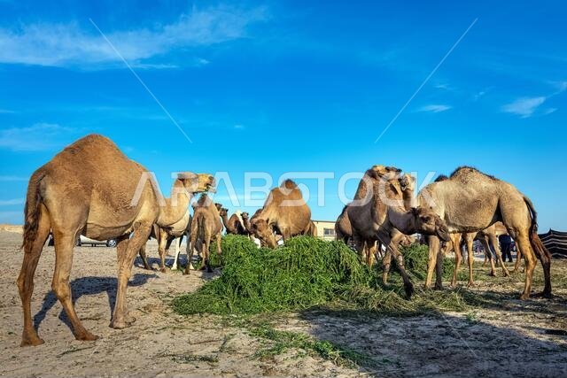 منظر طبيعي مع مجموعة من الجمال في صحراء السرار، المملكة العربية السعودية.