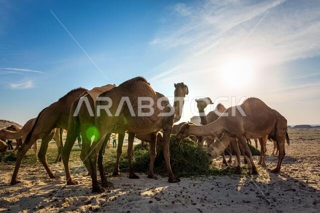 منظر طبيعي مع مجموعة من الجمال في صحراء السرار، المملكة العربية السعودية.