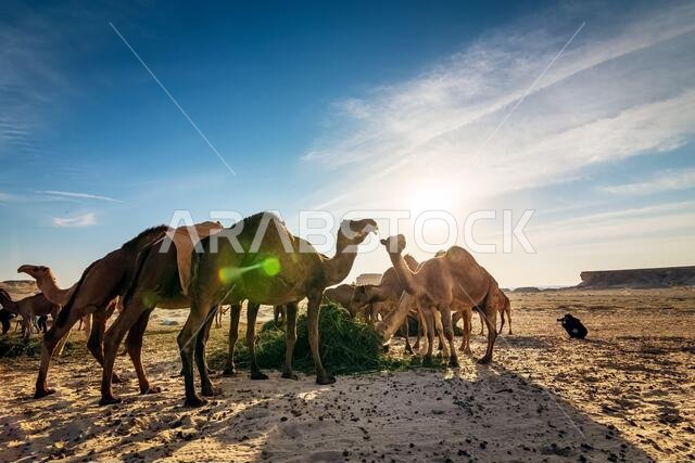 منظر طبيعي مع مجموعة من الجمال في صحراء السرار، المملكة العربية السعودية.