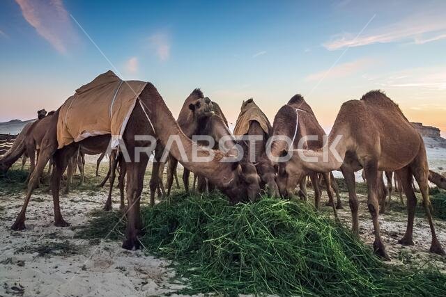 Landscape with group of camels in Al-Sarar desert, SAUDI ARABIA.