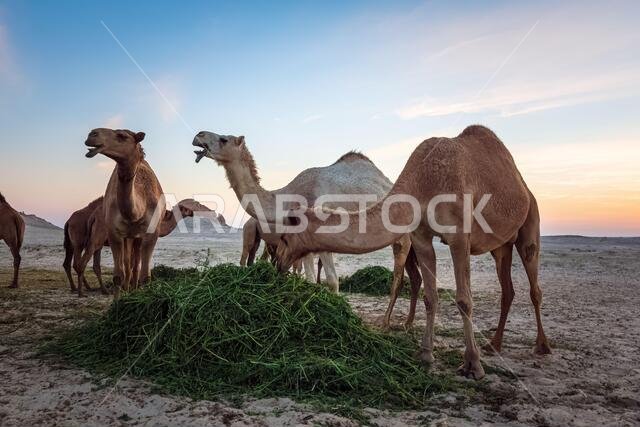 منظر طبيعي مع مجموعة من الجمال في صحراء السرار، المملكة العربية السعودية.