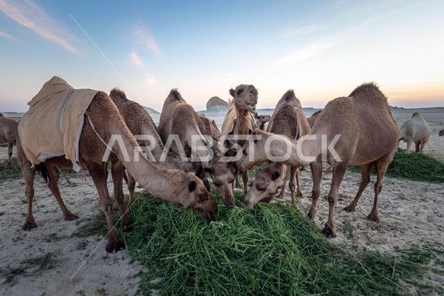 منظر طبيعي مع مجموعة من الجمال في صحراء السرار، المملكة العربية السعودية.