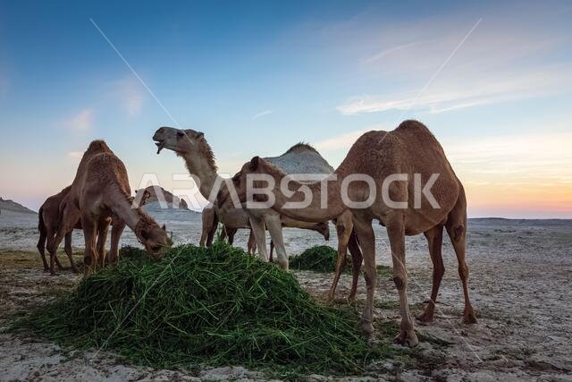 منظر طبيعي مع مجموعة من الجمال في صحراء السرار، المملكة العربية السعودية.