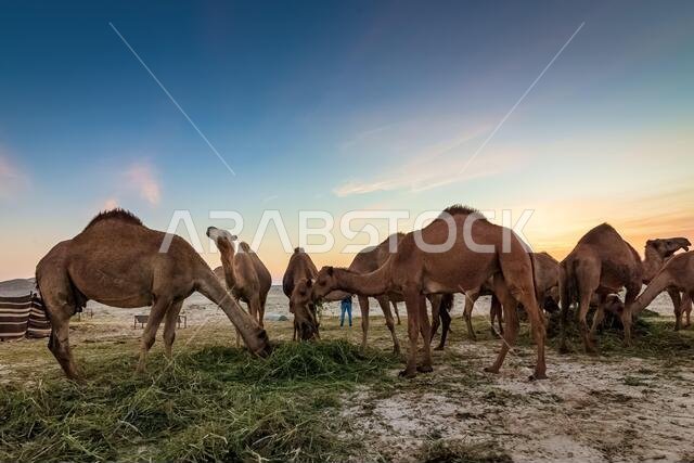 منظر طبيعي مع مجموعة من الجمال في صحراء السرار، المملكة العربية السعودية.
