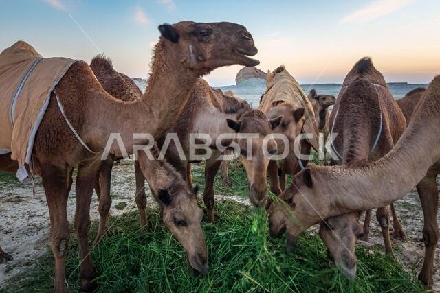 منظر طبيعي مع مجموعة من الجمال في صحراء السرار، المملكة العربية السعودية.