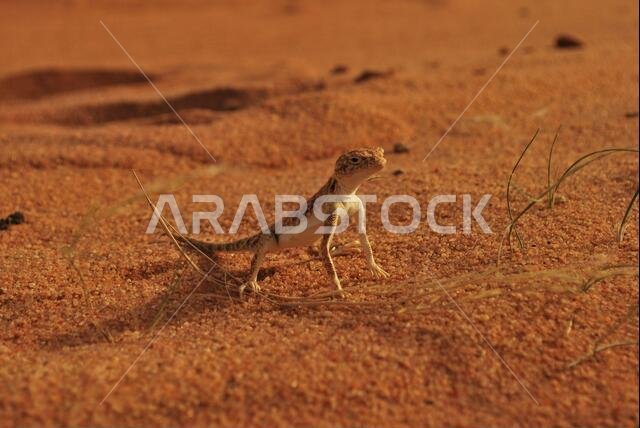 سحلية الصحراء السعودية