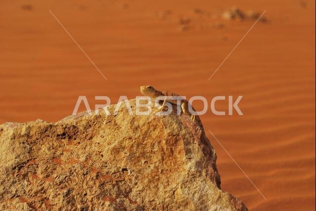 Saudi Arabian Desert Lizard