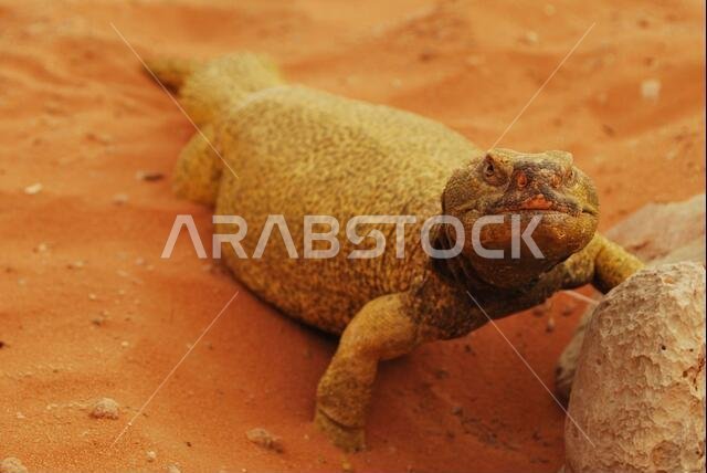 Saudi Arabia Desert Lizard