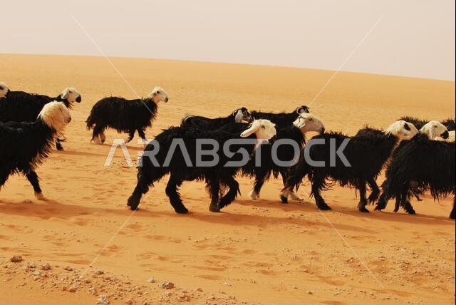 Flock of Sheeps in Saudi Arabian Desert