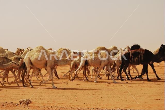 Caravan of Saudi Arabian Camel