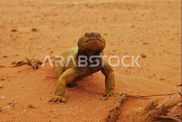 Saudi Arabian Desert Lizard