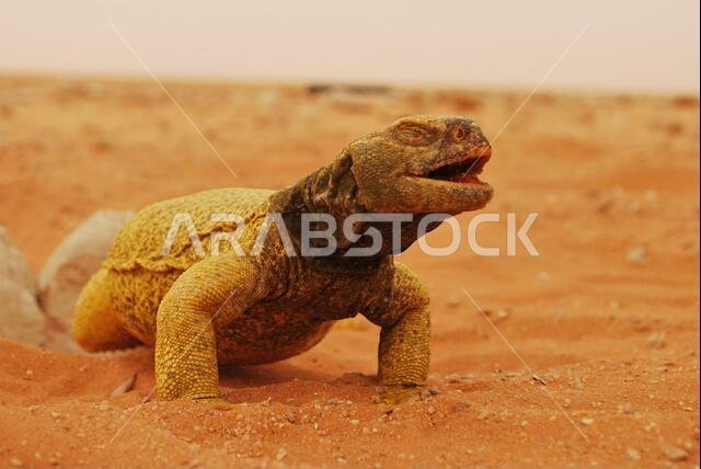 Saudi Arabian desert Iguana