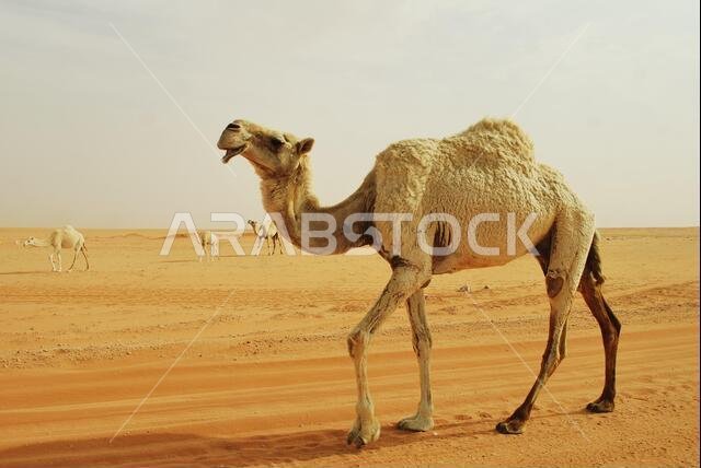 Caravan of Saudi Arabian Camel