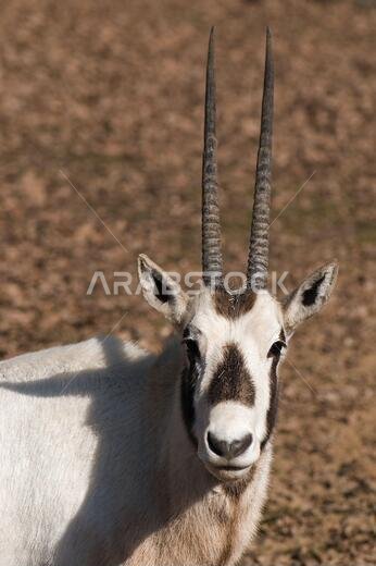 المها العربي - Oryx leucoryx، ظبي كبير وجميل من صحاري وأحراش الجزيرة العربية، إسرائيل.