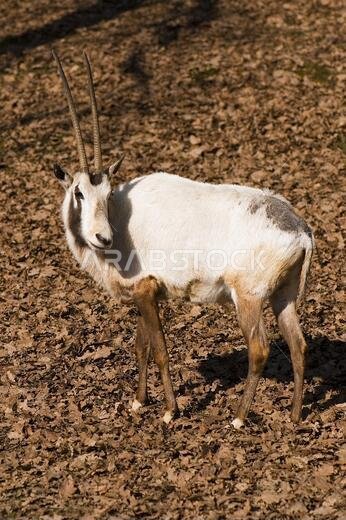 المها العربي - Oryx leucoryx، ظبي كبير وجميل من صحاري وأحراش الجزيرة العربية، إسرائيل.
