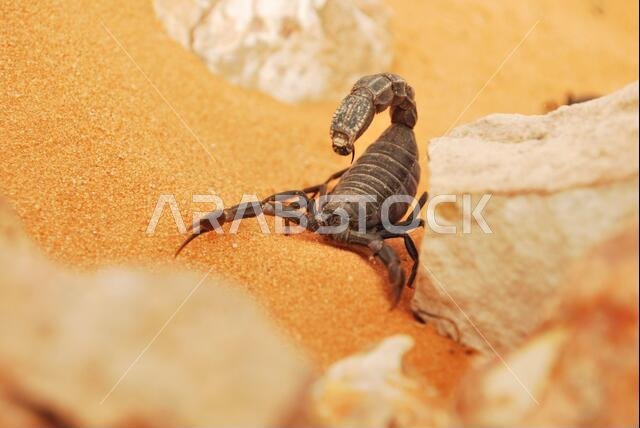 Saudi Arabian Scorpion
