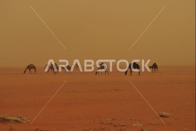 Saudi Arabian Camel