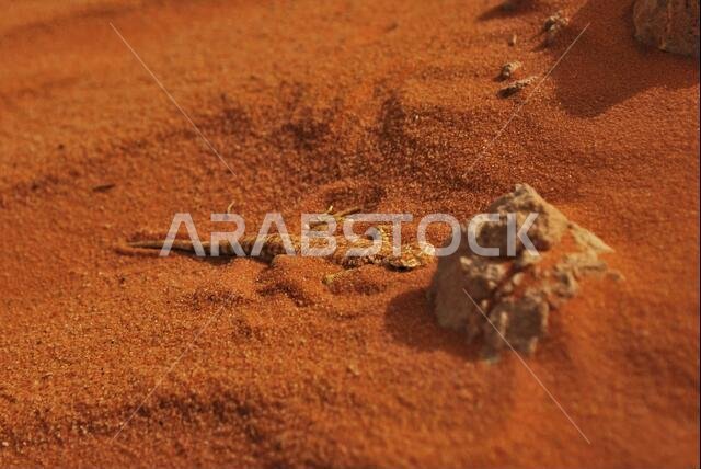 Saudi Arabian Desert Lizard