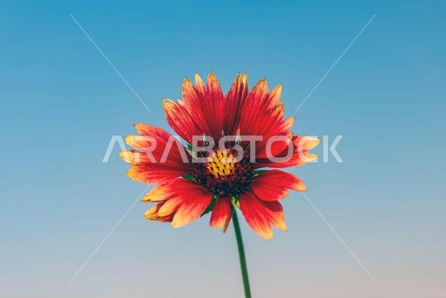 yellow and red flower in Al Khobar Saudi Arabia