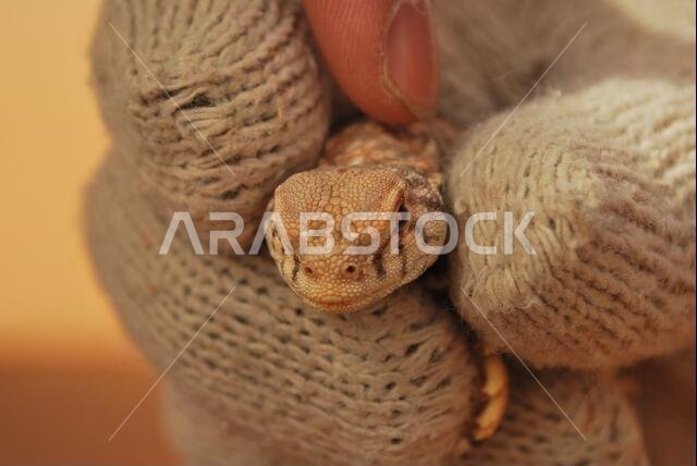 Saudi Arabian Desert Lizard