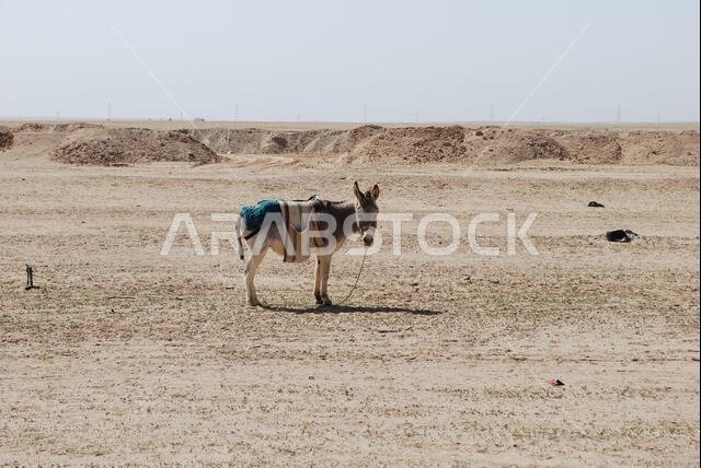Saudi Arabian Donkey