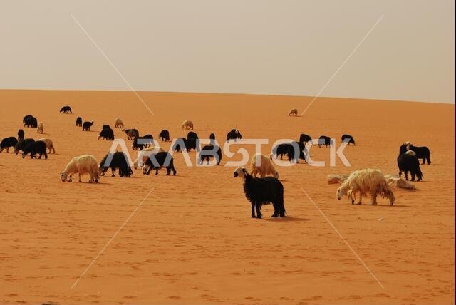 Saudi Arabian Wildlife