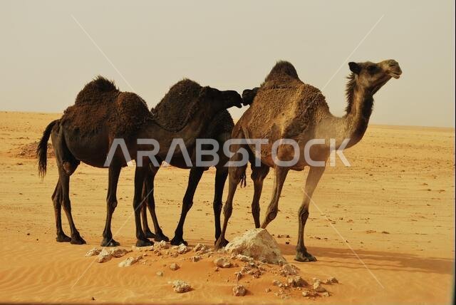 الجمل السعودي