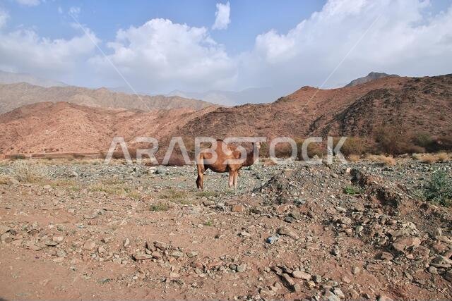 الجمل في جبال الحجاز، منطقة مكة المكرمة، المملكة العربية السعودية