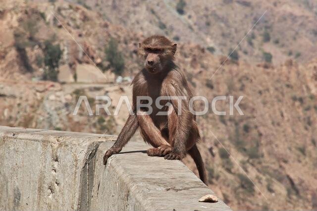 The monkey in mountains of Saudi Arabia