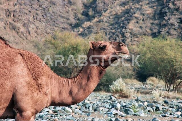 الجمل في جبال الحجاز، منطقة مكة المكرمة، المملكة العربية السعودية