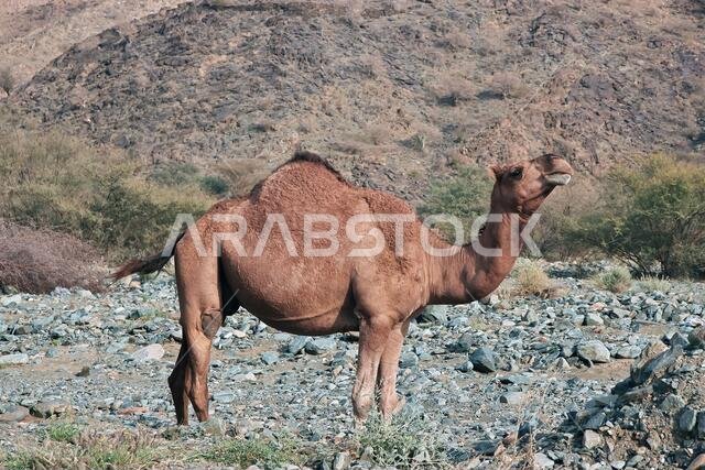الجمل في جبال الحجاز، منطقة مكة المكرمة، المملكة العربية السعودية