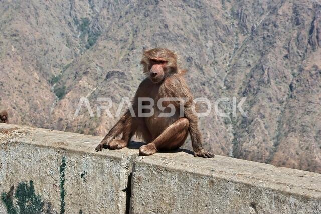 The monkey in mountains of Saudi Arabia