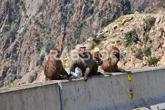 The monkey in mountains of Saudi Arabia