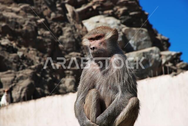 The monkey in mountains of Saudi Arabia