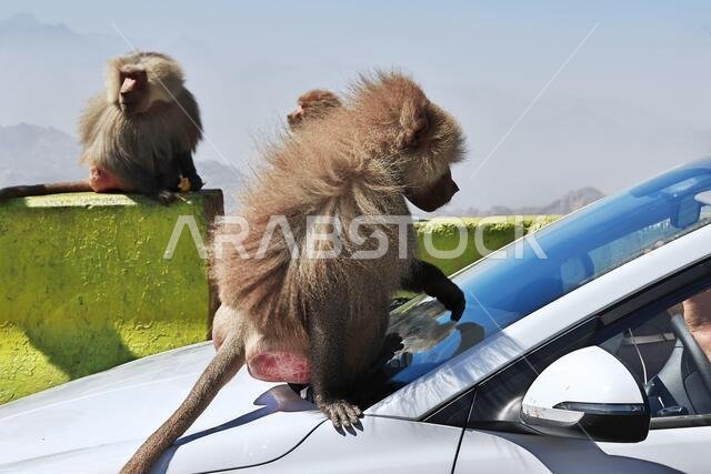Saudi Arabia - 09 Mar 2020: The monkey in mountains of Saudi Arabia