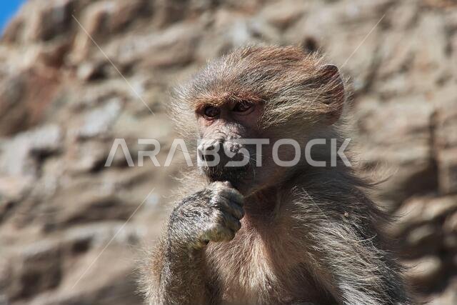 The monkey in mountains of Saudi Arabia