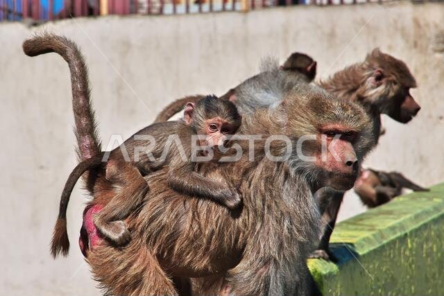 The monkey in mountains of Saudi Arabia